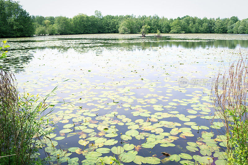 池塘充满了斑驳或黄色睡莲(Nuphar lutea)。